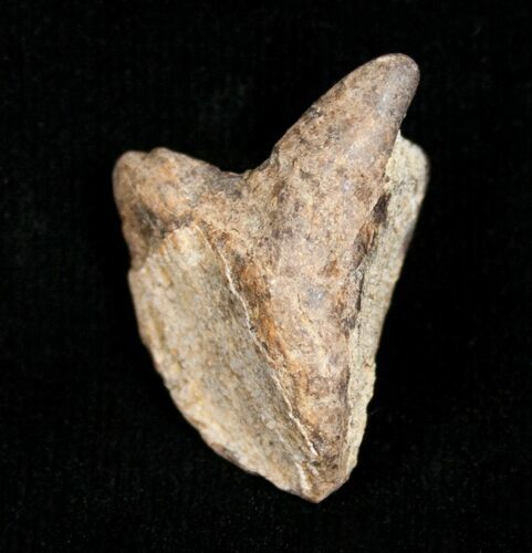Partial Triceratops Tooth - #4459